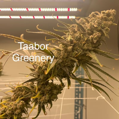 Tha Bo Greenery Ganja Farm product image