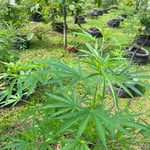 HERBAL Garden Home: Cannabis and Kratom