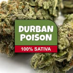 Durban Poison
