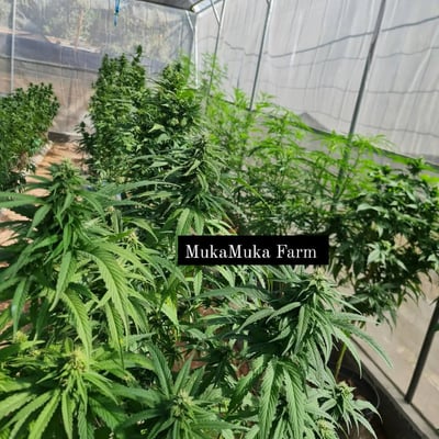 CANNABIS MUKA MUKA ORGANIC FARM product image