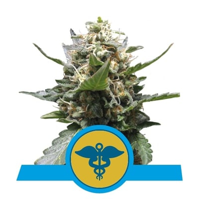 El Patron Semi di Cannabis - Royal Queen Seeds