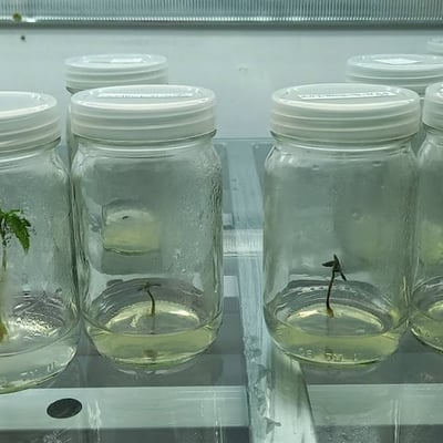 PLANT TISSUE CULTURE NONGBUALAMPHU product image