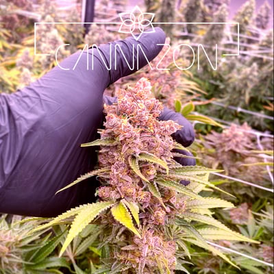 CANNAZON cannabis farm & weed dispensary product image
