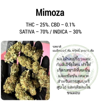 Mimoza Oran 
