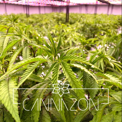 Cannazon cannabis farm product image