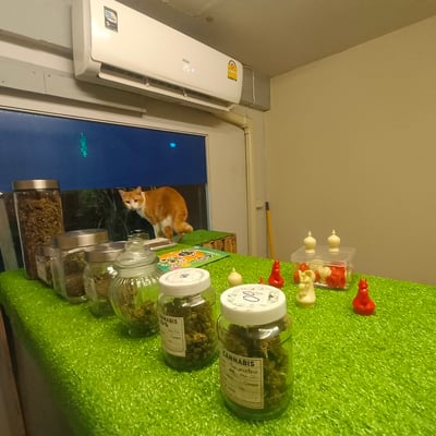 ร้านกัญชาใกล้ฉัน NIGHTHOWIT420 product image