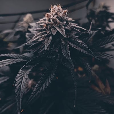 Mr.Green Cannabis Shop product image