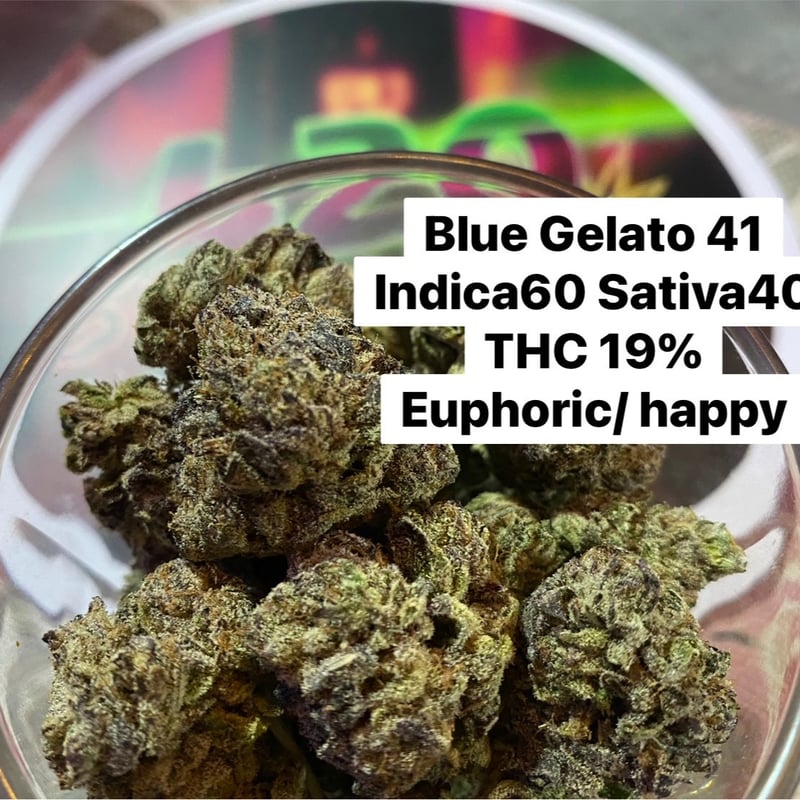 Gelato 41 Strain - The Ultimate Strain Review amp Information Guide