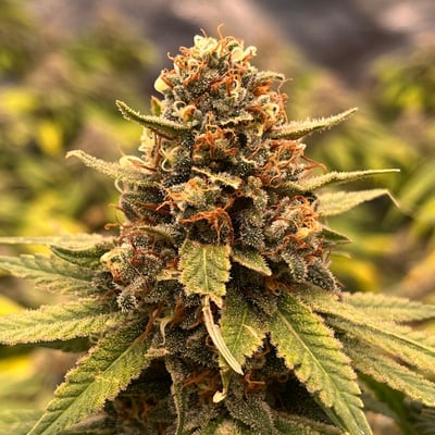 Greenhill Thailand Organic Cannabis Farm product image