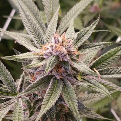 OH MY DOSE(weed shop) cannabis marijuana ganja product image