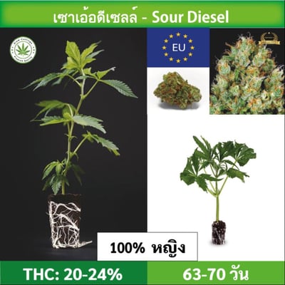 Cannabis cuttings (clone) Sour Diesel