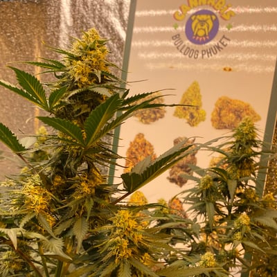 Cannabis Phuket Bulldog product image