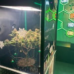 CBG Khaosan by Buddy Grow (Cannabis Dispensary) 大麻