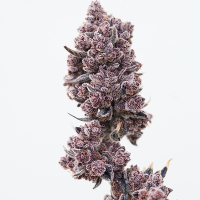 28greenland cha-am product image