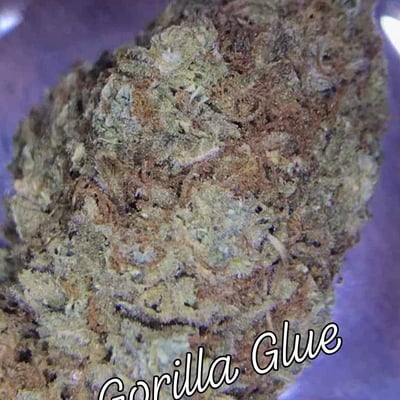 Gorilla glue