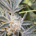 Green Elephant 420 Dispensary/ Cannabis/Weed/Ganja/Medical Marijuana (Bkk Store)