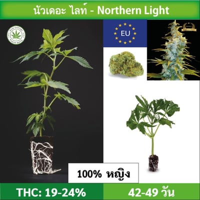 Cannabis cuttings (clone) Northern Light