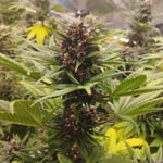 Triple Cannabis farm & coffeshop