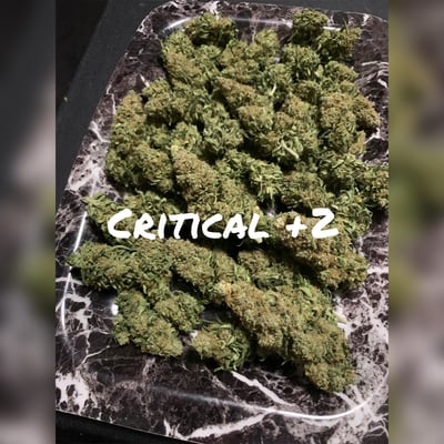 Critical +2