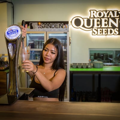 Royal Queen Seeds Thailand Dispensary กัญชา 大麻店 カナビス 대마초 конопля قنب حشيش Marijuana Weed Ganja Dispensary Shop product image