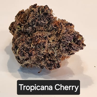 Tropicana Cherry flower