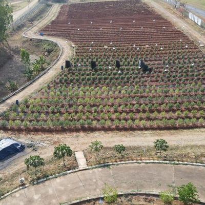 Slow Life Cannabis and Herb Farm product image