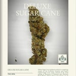 Deluxe Sugar cane 