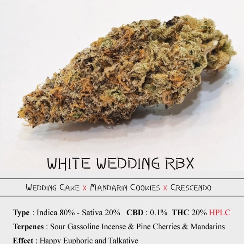 White Wedding Rbx Cannabis Flower at 222fullBuds in Samut Prakan - Weed in  Thailand