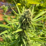Slow Life Cannabis and Herb Farm