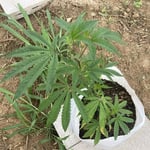 Cannabis Sonta Garden