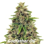 ดอกกัญชา Godfather og