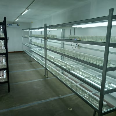 PLANT TISSUE CULTURE NONGBUALAMPHU product image