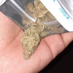 Cannabisgreen at Panda