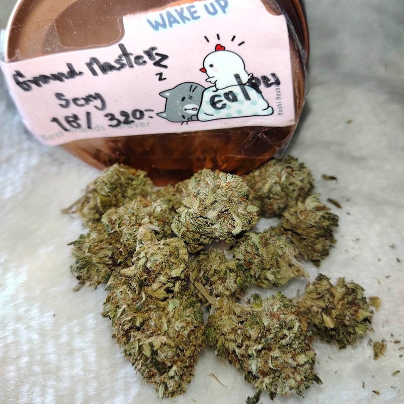 Grand Master Sexy Cannabis Flower at O.p Cannabis in Chiang Rai Weed in Thailand