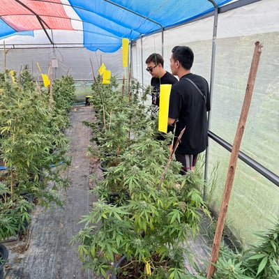 Cannabis Farmer(กัญชาคุณภาพ) product image