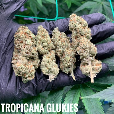 Tropicana Glukies