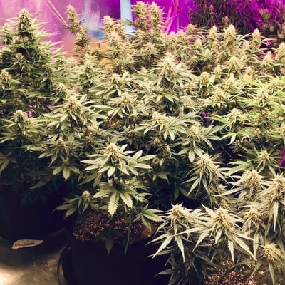 ร้าน T-Grow X So High Shop product image