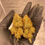Amnesia Zkittlez