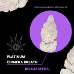 Platinum Chimera Breath (Platinum Kush Breath x Chimera #3