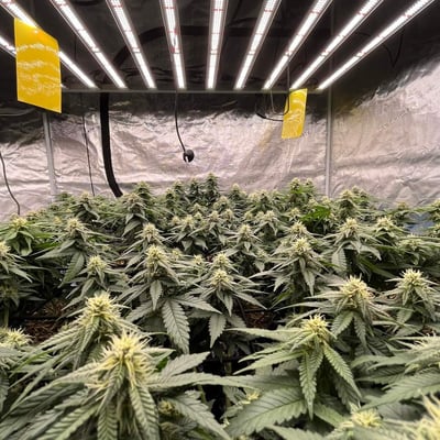 Greenhill Thailand Organic Cannabis Farm product image