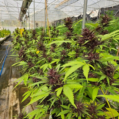 Saithong Cannabis Farm