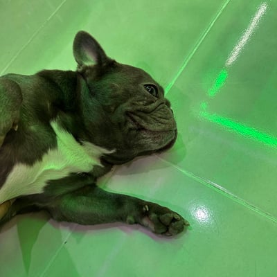 Chefmoo Cannabis Shop product image