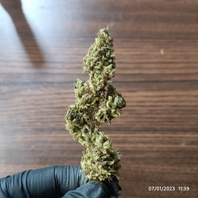 GunjaOutdoorChiangmai product image