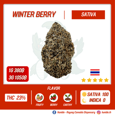 WINTER BERRY