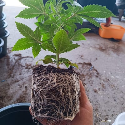 Farm Weed MAGIC CANNABIS TH product image