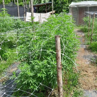 The Chef Grower & Cannabis store product image