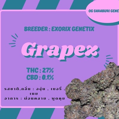 OG Saraburi Genetics product image