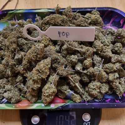 ร้านกัญชาใกล้ฉัน NIGHTHOWIT420 product image