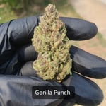 Gorilla Punch