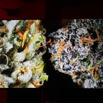 Grandma Jazz - cannabis & weed cafe